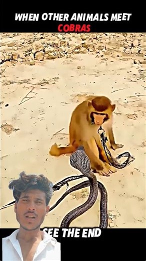 Monkey vs Snake Fight 😱🐒🐍 | Shocking Jungle Battle | #india #wildlife #animals