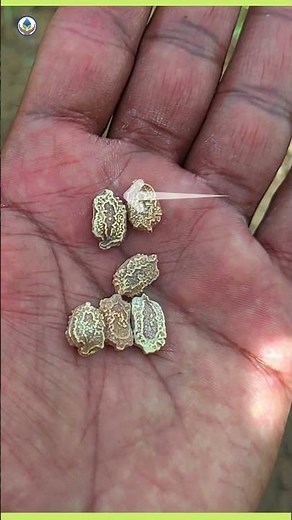 How to grow bitter gourd from seeds