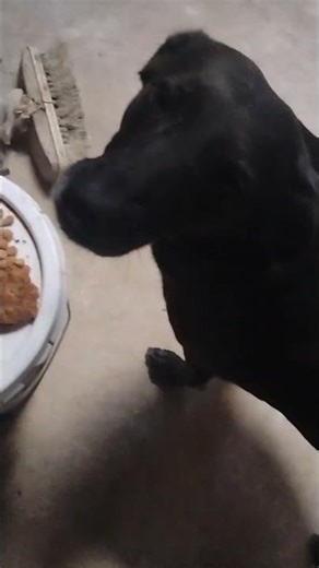 Scooby snack time for 😋😋 NEGRA #kpop #food #share