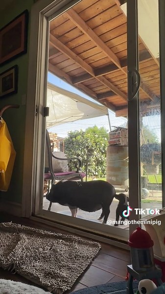 Mango the Scholar: A Smart Mini Pig Adventure