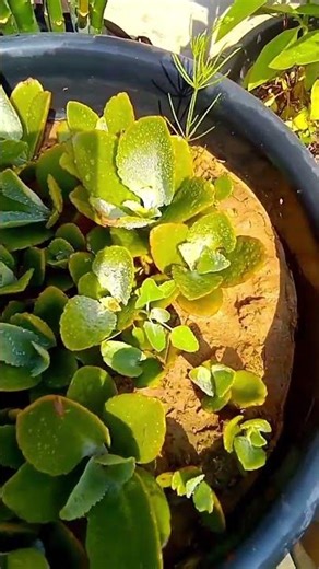 || 👩‍❤️‍👩🍂 🏡🏡🏡🏡💐💝💝💝💝🏕️🏕️🏕️🏕️ 🍃👩‍❤️‍👩 || #shorts #ytshorts #plantloverakshay