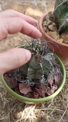 Astrophytum capricorne Vs Astrophytum ornatum + Algunas curiosidades 🌵
