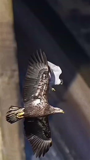 Peregrine Falcon Amazing Attacks #falcon #falconattack #viralshorts #shorts