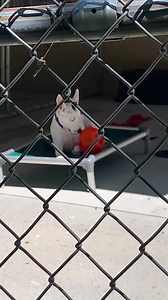 Candy is an active and incredibly smart girl who likes nothing more than to play ball or chase a frisbee. She would suit an active person who wants an outgoing and friendly companion - if you can lob a tennis ball you'll have a friend for life." If you think Candy is a match for you, come meet her! And maybe throw a few balls. Sevier County Humane Society 959 Gnatty Branch Road Sevierville, Tn. 865-453-7000. www.sevierhumane.org Open Tuesday thru Sunday 12-5 We welcome out of state adoptions. | 