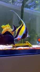 Saltwater fish 😍 #saltwaterfishing #saltwateraquarium #saltwater #saltwatertank #saltwaterfish #saltwaterpool #saltwaterfishtank #fishing #fishinglife #fishingtrip #fish #fishingislife #fishingvideos @topfans #marinefish #marinfish #MarineFishing #marinefishtank #shorts #reelsfb #viralreelschallenge | 𝐒.𝐌 𝐅𝐢𝐬𝐡 𝐂𝐫𝐞𝐚𝐭𝐢𝐨𝐧