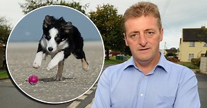 Dogs on beach controversy is 'minority stirring up trouble'