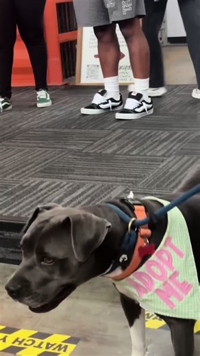 Meet Maya: Your Ideal Family Dog for Adoption