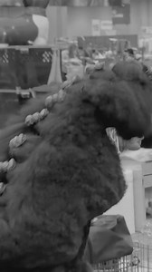 7.7K views · 86 reactions | From silhouette to stride, Poodles never whisper: they speak excellence. #DogShow2025 #showsightmag #AKCNationalChampionship #standardpoodle | Showsight | Facebook