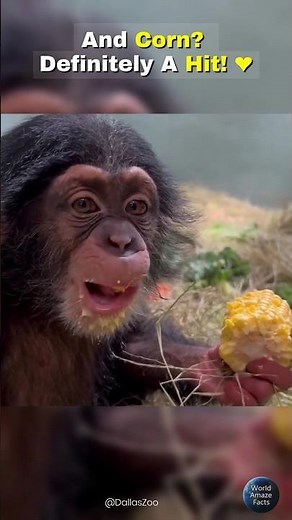 This Baby Chimp Tried Corn… and LOVED It 🐵🌽