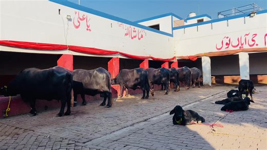 Discover Alnoor Dairy Farm: Quality Dairy Products