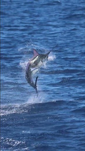Incredible Blue Marlin Fishing In Guatemala with Capt. Chris Donato
