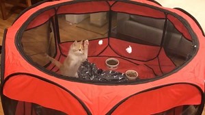 211K views · 14K reactions | Who remembers this game Beanie and I invented 2 years ago? POPCORN!!!  | Kitten Lady | Facebook