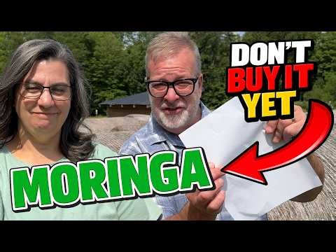 Before You Buy Moringa: 7 Things We Wish We Knew
