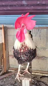 184K views · 664 reactions | rooster crowing sound effect | different rooster sounds | rooster crowing compilation plus #Roostercrowingsounds #RoosterCrowing #differentroostersounds #rooster #chicken #Roostercrowinginthemorning #RoostercrowingsoundsEffect #20Roostercrowing #RoosterCrowingCompilation #roostercrowing #roostercrowingalarm #roostercrowing | Wild BIRDS | Facebook