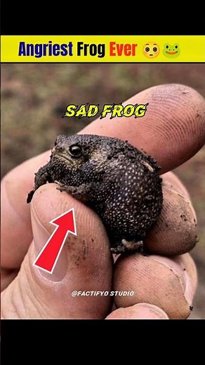African Rain Frog 🐸 The Avocado Frog! #shorts