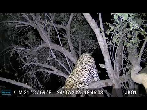 Leopard in South Africa