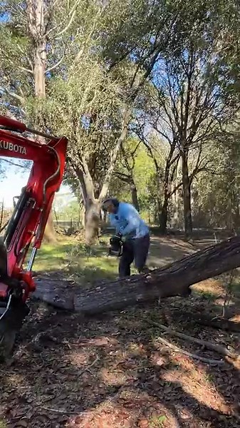 Cutting down DANGEROUS Tree #tree #DIY #LandClearing | Piney Grove Homestead and Mini Farm