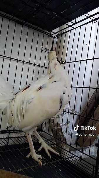 uchu_apoh on TikTok