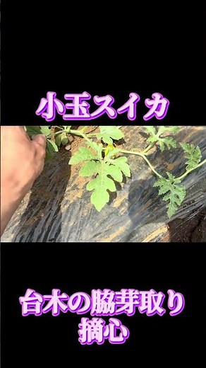 小玉スイカの脇芽取りと摘心｜甘く育てるための仕立て作業
