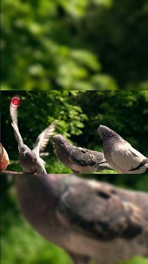 Real Pigeon Sounds l High Quality l Cute Pigeon Sound Experience! #shorts