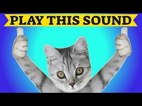Sounds To Make Your Cat Come To You