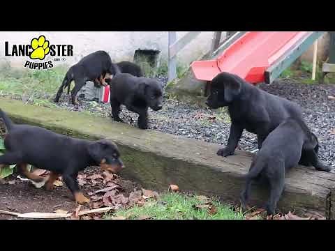 Charming Lab/Rottweiler Mix Puppies
