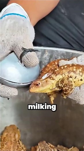 Why They Extract Toad Poison