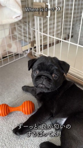 知育おやつに夢中 Puzzle toy snack time 🧠🐶 #shorts #pug #blackpug #cutedog #dogshorts #パグ