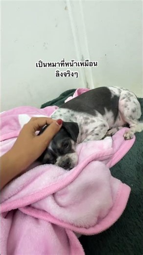 That dog really does look like a monkey.