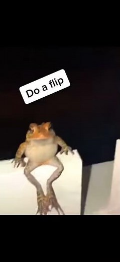 do a flip frog meme