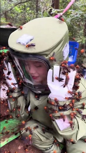How to Handle Giant Hornets Safely #gianthornets #hornetnestremoval #wildliferescue