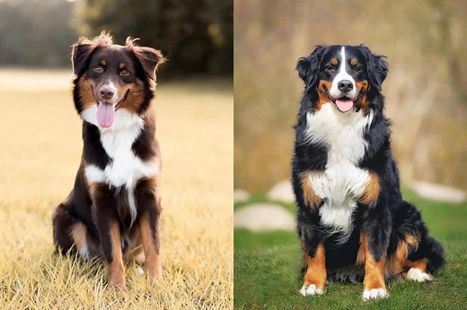 Australian Shepherd Bernese Mountain Dog Mix: Info, Pictures, Facts, FAQs & More