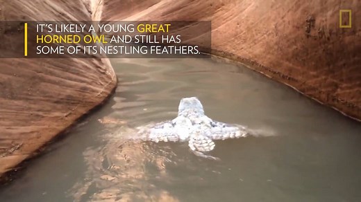 Rare video of a swimming Great Horned Owl. | National Geographic National Geographic Footage by: Derrick Zuk | Totally Owls