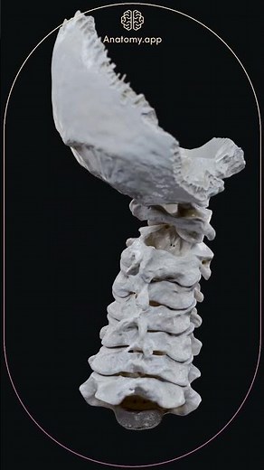 Head and neck movements (axial rotation)