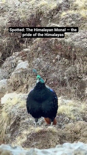 Rare Himalayan Monal Spotted on Chandrashila Trek | Uttarakhand