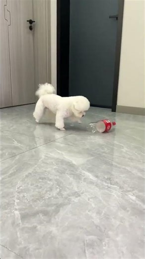 A Dog's Simple Joy: Coke Bottle Fun for Hours! RealLife PetVids