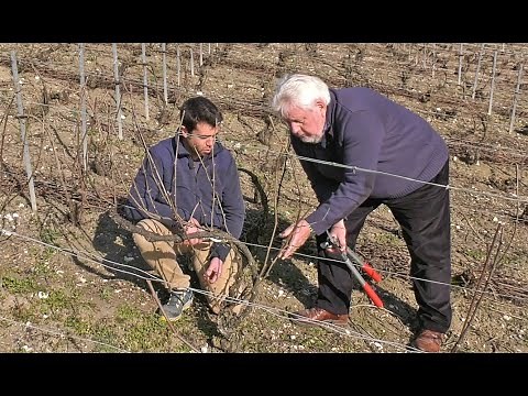 VINE PRUNING: THE “MARNE VALLEY” TECHNIQUE EXPLAINED WITH A CHAMPAGNE WINEGROWER