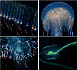 Pico's secret night dives