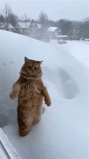 He Jumped. Snow Won. 🐱➡️❄️#FunnyCats 😆 #WinterFail 🥶 #OopsMoment 💥 #CatLife 🐾