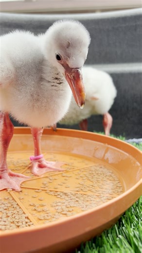 Sound on for cuteness overload! 🔊💕 Earlier this summer, the Zoo welcomed a group of Chilean flamingo eggs from Zoo Atlanta. Now, the chicks have finally hatched and we’re obsessed! 😍 Chilean flamingos will be part of the Ambassador Animal Team at Henry A. Jubel Foundation Destination Discovery, a brand-new Zoo experience for children and families set to open in 2026. These chicks are being cared for in a private bird area behind-the-scenes until their new home is ready. | Saint Louis Zoo