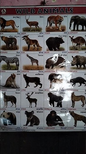 Wild Animals Names and Sounds for Kids to Learn | Learning Wild Animal Names and Sounds for Children