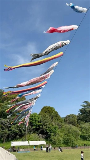 🎏 Beautiful Koinobori in Japan | Kodomo no Kuni Spring Day#kodomonokuni#childrensday#koinobori#jp