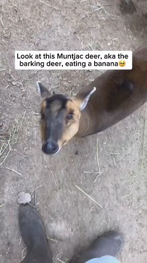 Muntjac deer, often called barking deer, are small and solitary animals native to South and Southeast Asia, with some species now found in parts of Europe. They are known for their compact bodies, reddish-brown coats, and short antlers, as well as their distinctive barking call that helps them alert others to danger. These adaptable herbivores thrive in forests and thick undergrowth, where they feed on fruits, leaves, and tender shoots. Muntjacs are also among the oldest deer species, with fossi