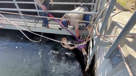 An amazing rescue unfolded in Estes Park as crews worked to save a moose trapped in a canal! Watch the incredible efforts to get the large animal to safety. STORY: https://www.kkco11news.com/2025/10/09/moose-rescued-canal-estes-park/ | KKCO 11 News