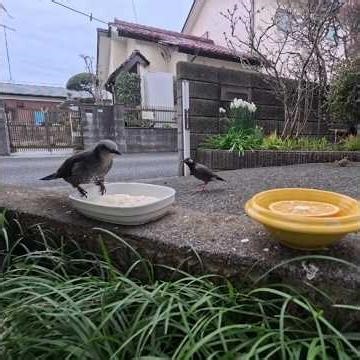 2026/3/17朝に庭の餌場に来たスズメとヒヨドリとムクドリ