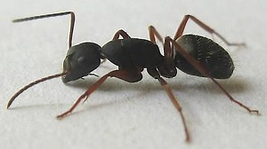 Camponotus modoc - Alchetron, The Free Social Encyclopedia