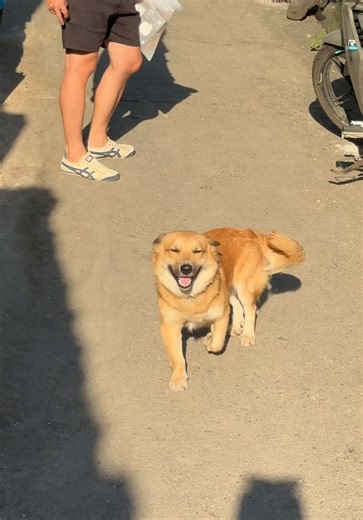 Cute Dogs: Why Polly Didn't Approach Me!