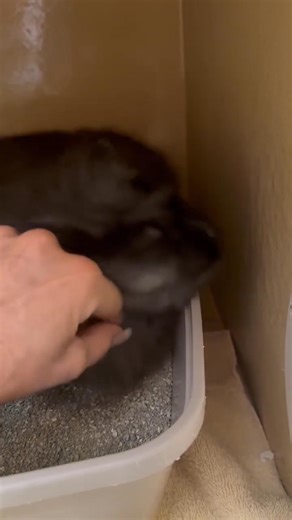 Meet Vesper ❤️ Vesper is a 3-year-old long-haired beauty with a gentle soul. She loves soft cuddles and turns heads with her absolutely stunning looks. Her New Year’s wish is simple: to find a loving forever home where she can truly shine. Vesper is spayed, microchipped, and fully vaccinated, and ready to begin her next chapter. She has only just arrived at the store, so we’re still getting to know her. More updates about her personality will be shared over the coming days—stay tuned! 📍 Meet Ve