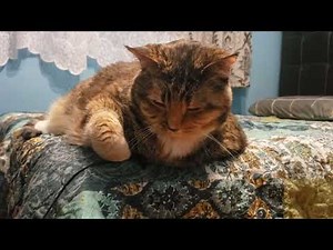 Ultimate Cat Purring: The Most Relaxing Sound You'll Ever Hear!