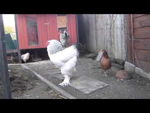 elektronische Hühnerklappe mit Zeitschaltuhr